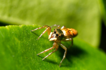 Mocro shot of the jumping spider