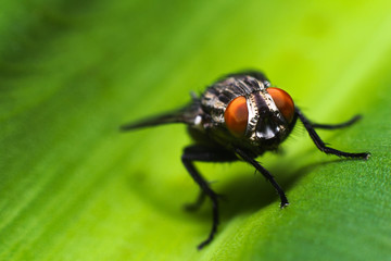 Macro shot of fly on the leaf