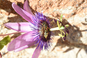 Passionsblume, Passiflora Violacea, Violette, Heilpflanze