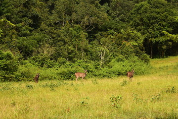 deer on land/ wild animal is coming-out when we're camping