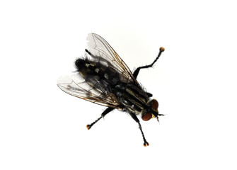 Schmeissfliege, Fliege, Calliphora, vicina