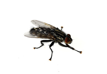 Schmeissfliege, Fliege, Calliphora, vicina