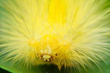 Macro yellow caterpillar