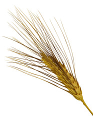 Wheat seed heads isolated