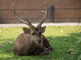 Image of a deer relax on nature background.