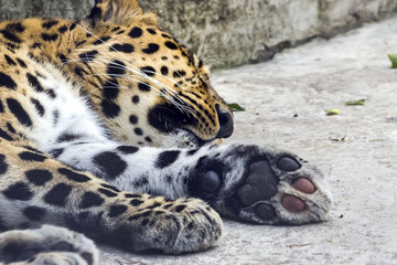 animal surveillance lulled Amur leopard wandered into the city, Northeast China