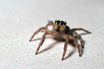 Mocro shot of the jumping spider