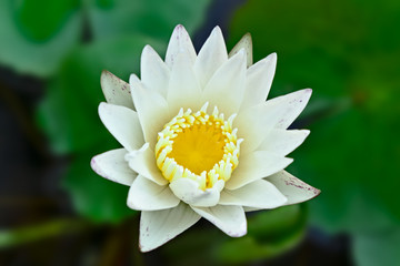 close up of white lotus