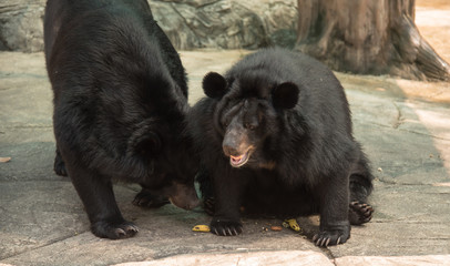 Fototapeta premium Image of a black bear