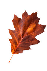 Autumn leaf isolated on white background.