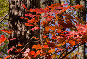 Red Leaves and Bark