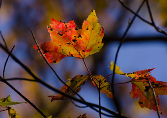 Maple Leaf