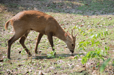 Image of a deer relax on nature background.