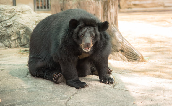 Image of a black bear