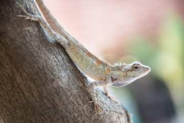chameleon on the tree on nature background