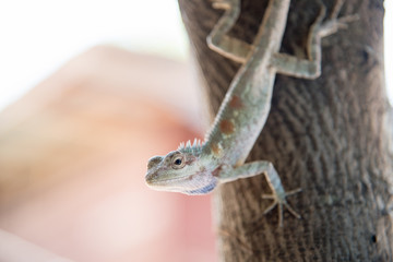 chameleon on the tree on nature background