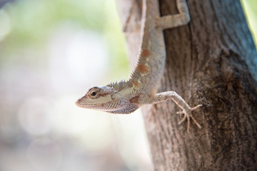 chameleon on the tree on nature background