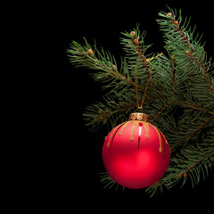 Red christmas ball on a spruce branch