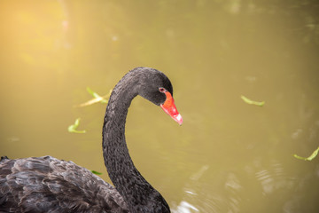 Fototapeta premium image of a black swan swimming on a pool