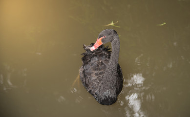 image of a  black swan swimming on a pool