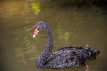 image of a  black swan swimming on a pool