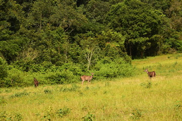 deer on land/ wild animal is coming-out when we're camping