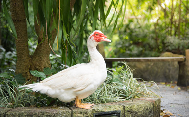 White Muscovy duck  portrait ,Musky duck , Indoda , Barbary duck with red nasal corals   in the public garden