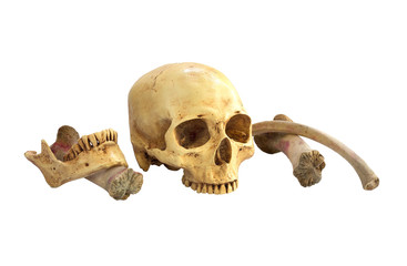 Skull and with jaw and bone isolated on white background with Clipping path..
