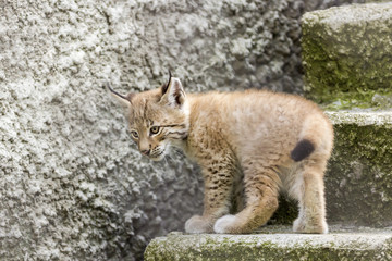 a cub of the northern lynx, is played on the steps, an abandoned building in Siberia