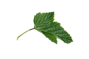 Currant leaf