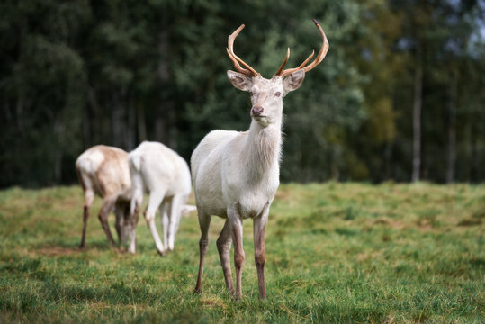 Fototapeta beautiful white deer walking on a field