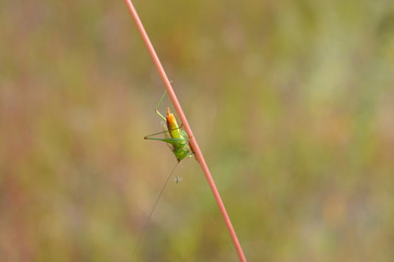 Cricket