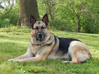 Large German Shepherd dog in the grass