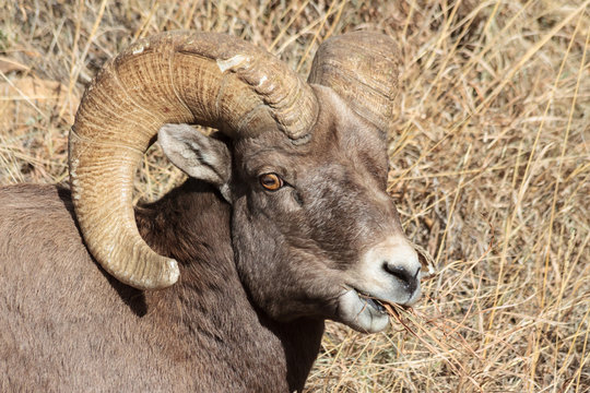 Bighorn Ram - Colorado Rocky Mountain Bighorn Sheep