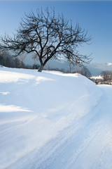 Obraz premium Beautiful winter landscape with with a lone tree