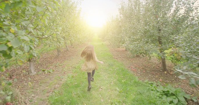 Young Girl Skipping Toward Sun in Apple Orchard. a moving forward slow motion shot of a young girl skipping toward the sun in between rows of apple trees in an apple orchard
