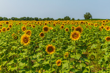 Sunflowers
