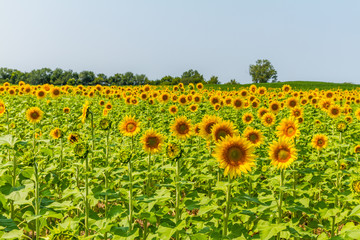Sunflowers