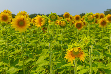Sunflowers