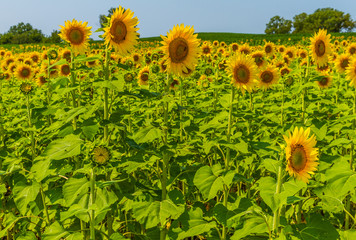 Sunflowers