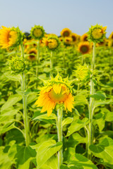 Sunflowers