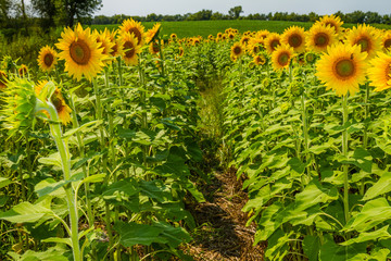 Sunflowers