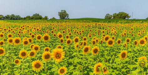 Sunflowers