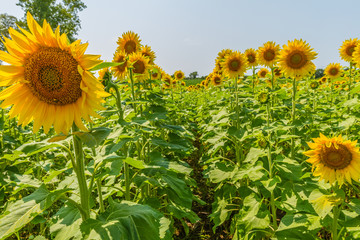 Sunflowers