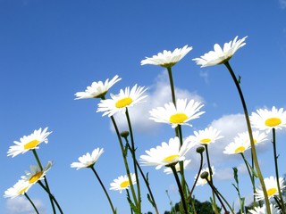 Plakat Margeriten blühen vor blauem Himmel, Niedersachsen, Deutschland, Europa