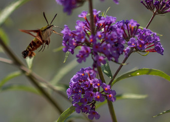 Kolibri moth