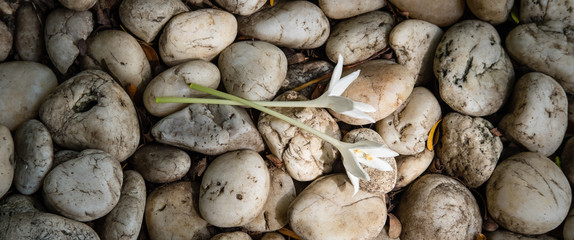 white flower and gravel