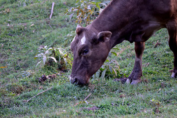 Grazing At Its Finest