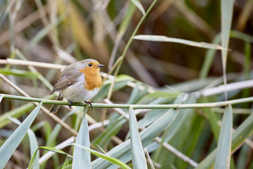 Robin