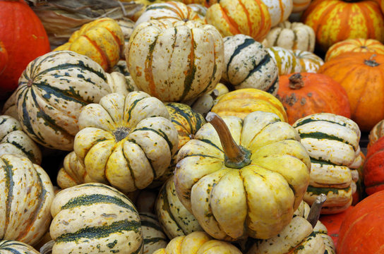 Pumpkins and holiday gourds displayed for autumn market